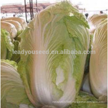 NCC05 Kabi hybrid baby cabbage seeds taste good